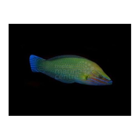 Halichoeres richmondi - Richmond's Wrasse