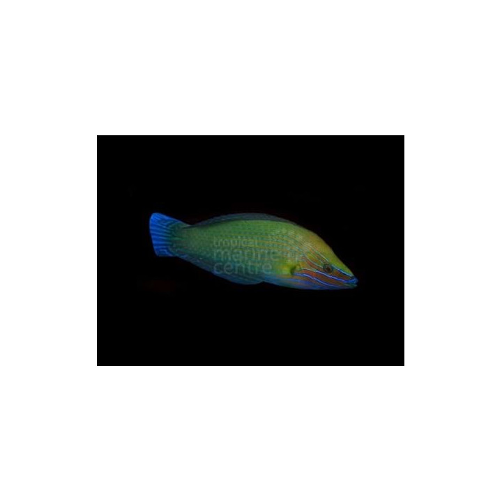 Halichoeres richmondi - Richmond's Wrasse