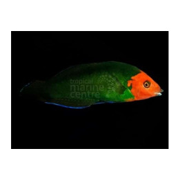 Halichoeres rubricephalus - Scarlet Head Wrasse