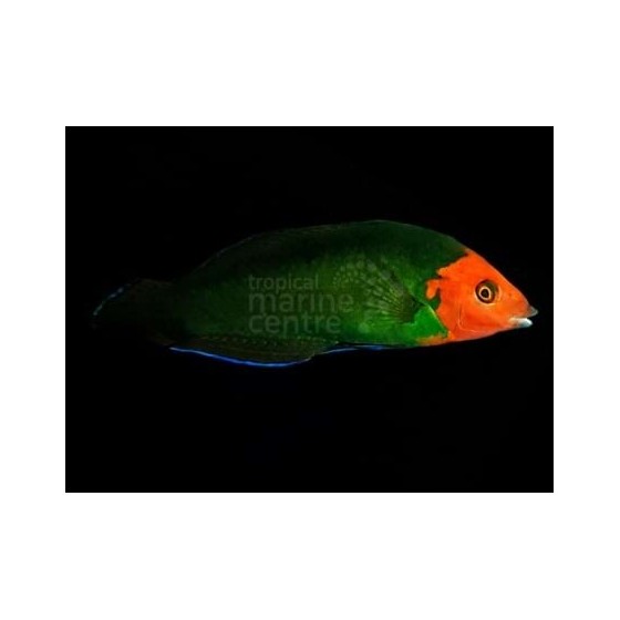 Halichoeres rubricephalus - Scarlet Head Wrasse