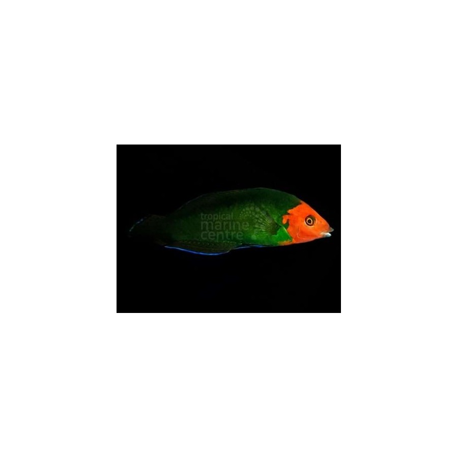 Halichoeres rubricephalus - Scarlet Head Wrasse