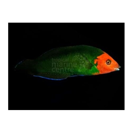 Halichoeres rubricephalus - Scarlet Head Wrasse