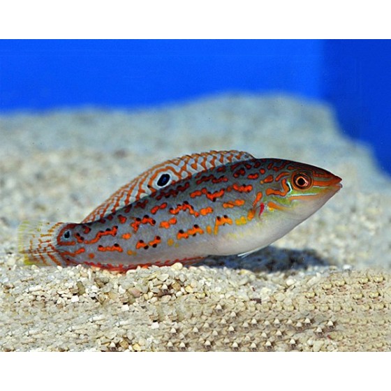 Halichoeres timorensis - Timor Wrasse