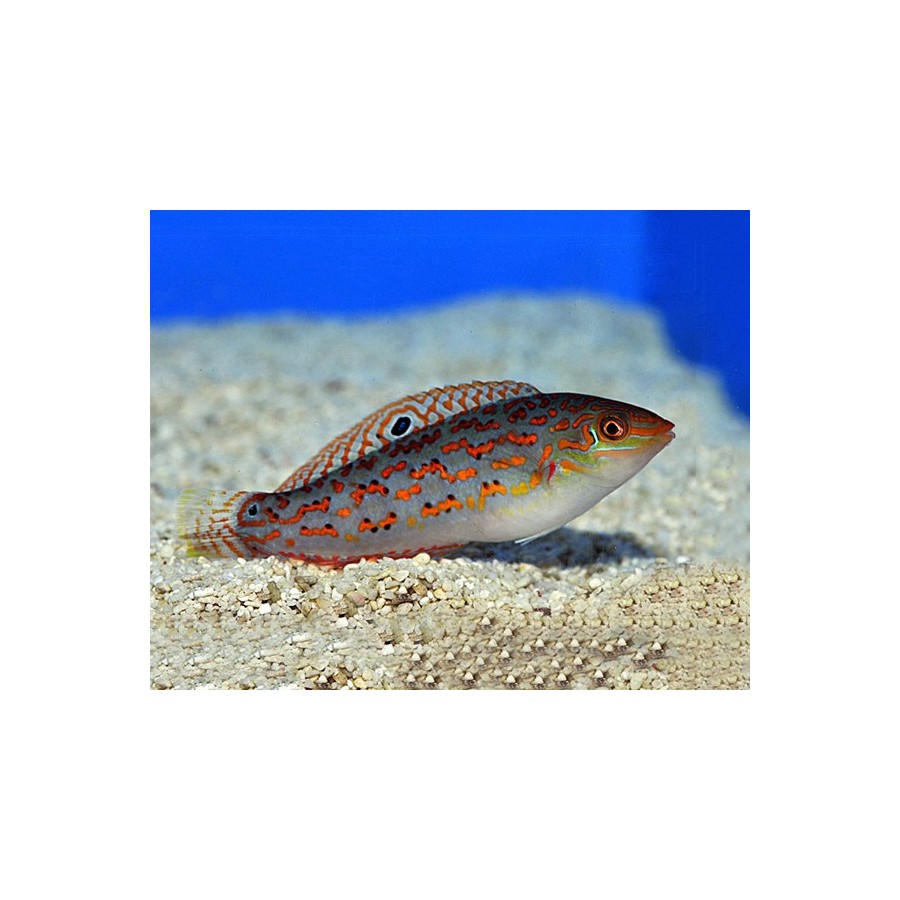 Halichoeres timorensis - Timor Wrasse