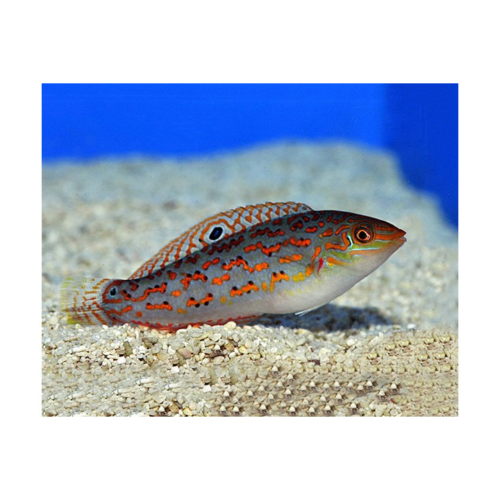 Halichoeres timorensis - Timor Wrasse