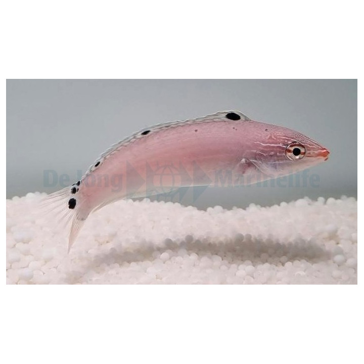 Halichoeres trispilus - Silver Belly Wrasse