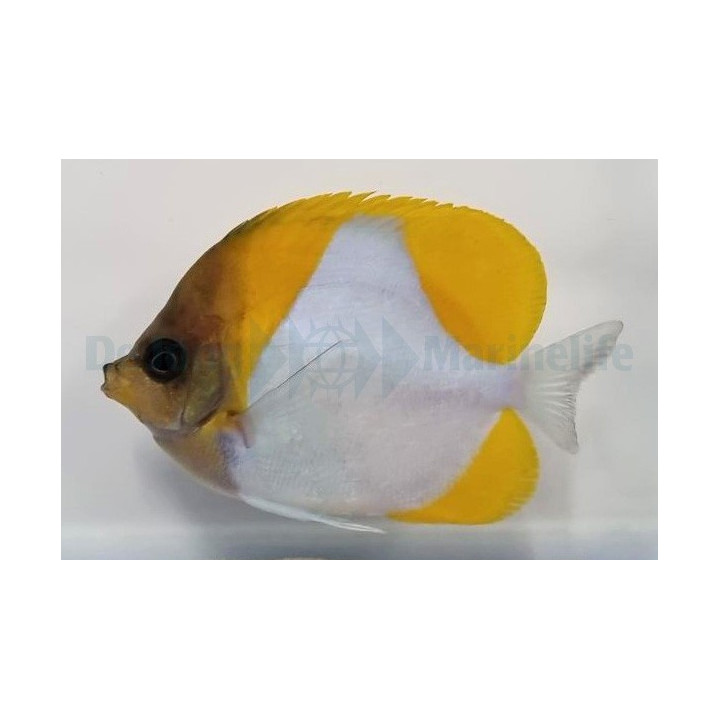 Hemitaurichthys polylepis - Pyramidiperhokala