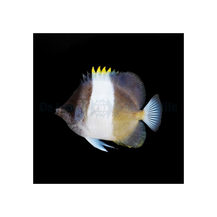 Hemitaurichthys zoster - Lakritsiperhokala