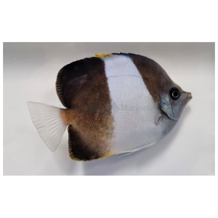 Hemitaurichthys zoster - Lakritsiperhokala