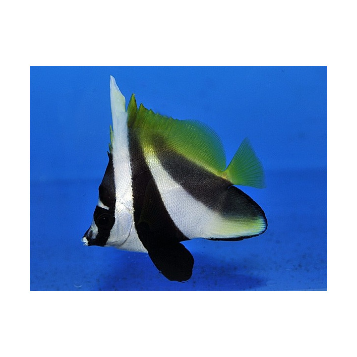 Heniochus monoceros - Naamioviirikala