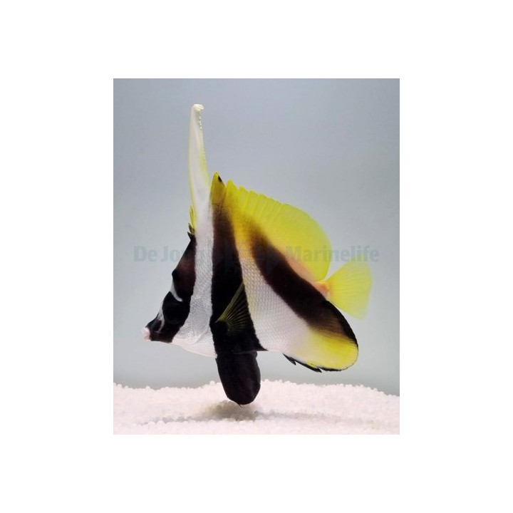 Heniochus monoceros - Naamioviirikala