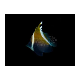 Heniochus pleurotaenia - Aaveviirikala