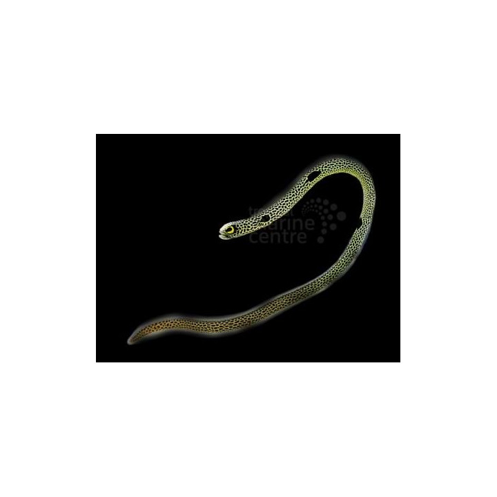 Heteroconger hassi - Garden Eel - ruohoankerias