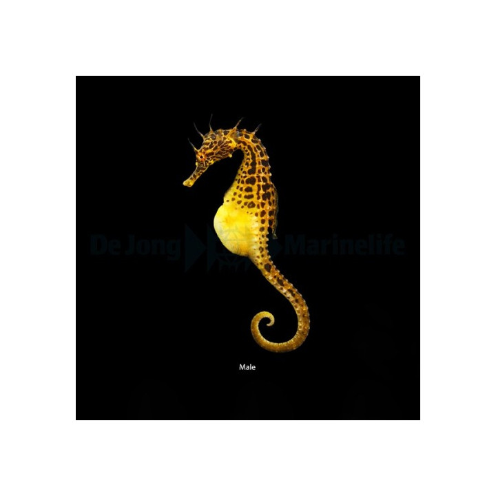 Hippocampus abdominalis - merihevonen - koiras - viljelty