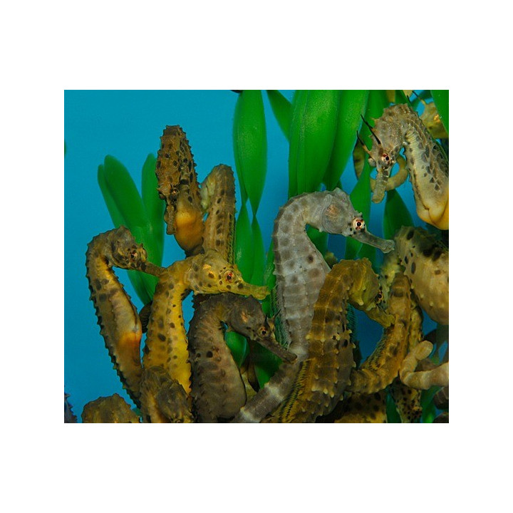 Hippocampus abdominalis - merihevonen - naaras - viljelty -