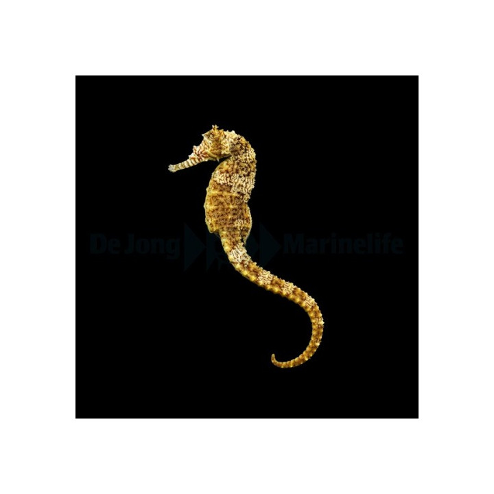 Hippocampus angustus - merihevonen