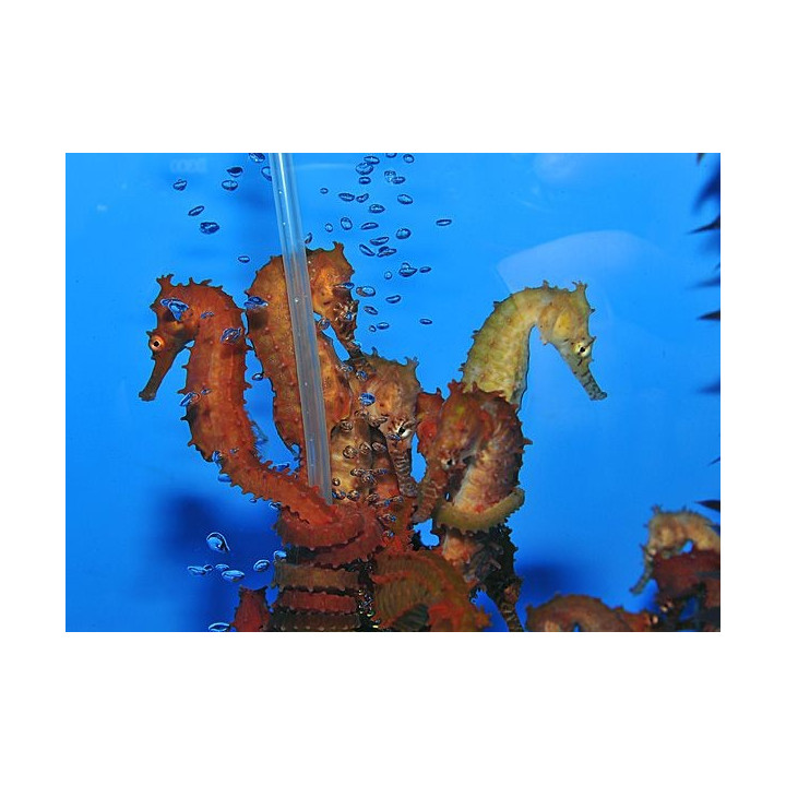 Hippocampus barbouri - merihevoneni - oranssi - viljelty