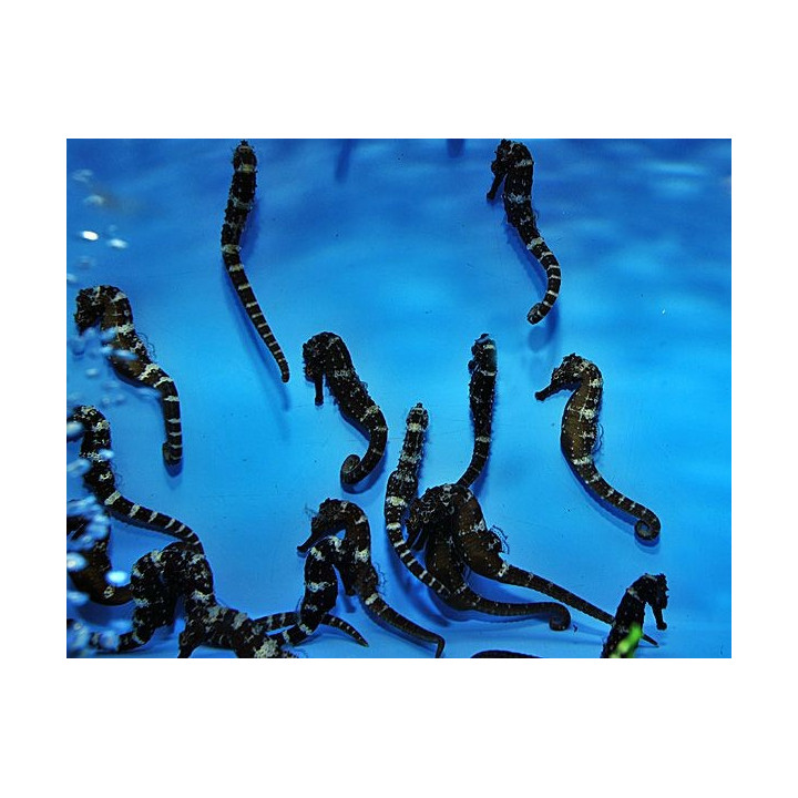 Hippocampus comes - merihevonen - viljelty