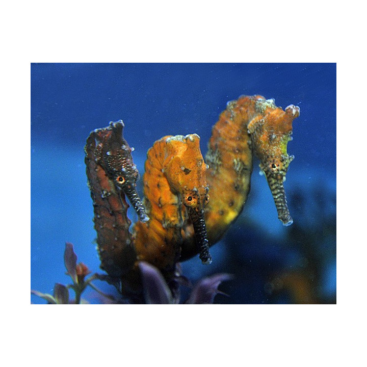 Hippocampus elongatus - merihevonen
