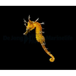 Hippocampus erectus - merihevonen - keltainen - viljelty