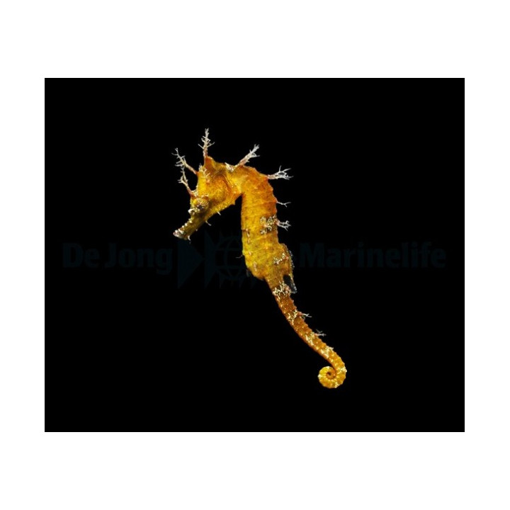 Hippocampus erectus - merihevonen - keltainen - viljelty