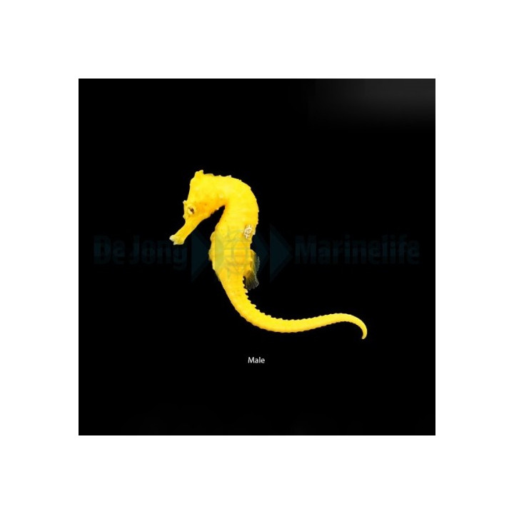 Hippocampus erectus - merihevonen - kirkkaan keltainen - viljelty