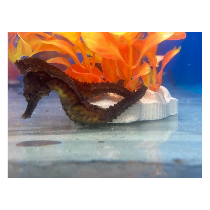 Hippocampus kuda - merihevonen