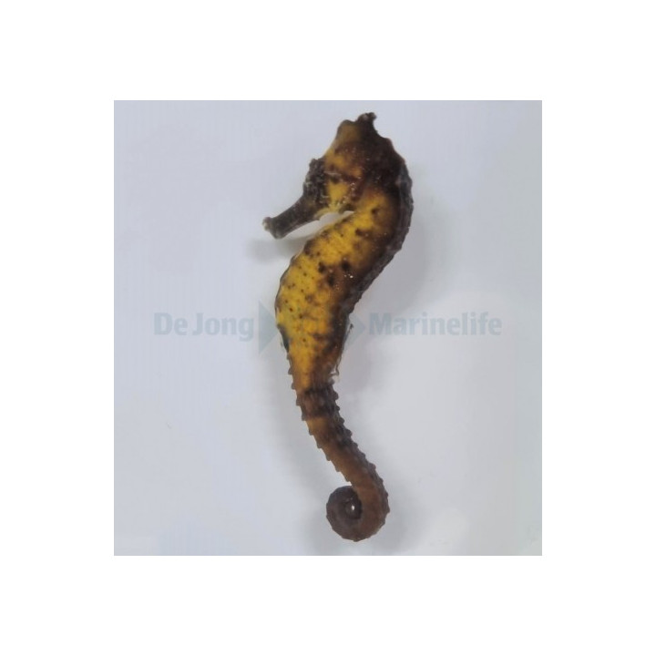 Hippocampus kuda - merihevonen - kellertävä- viljelty