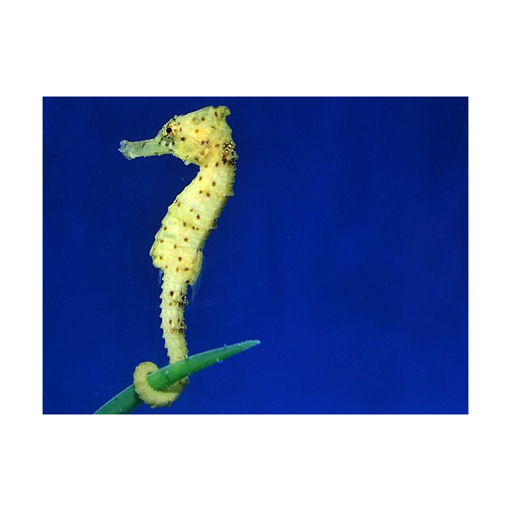 Hippocampus kuda - merihevonen - keltainen - viljelty
