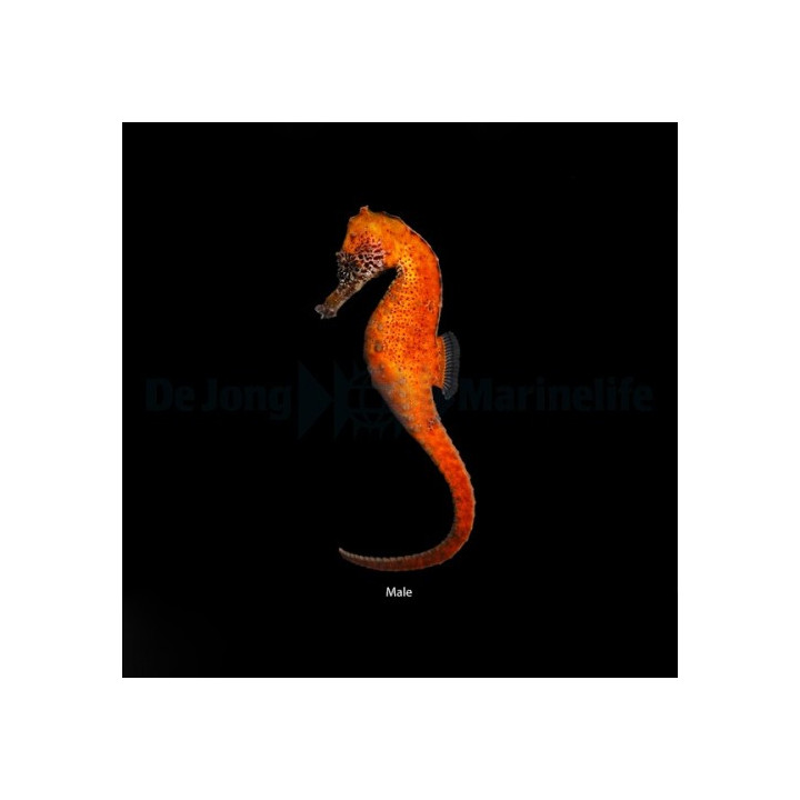 Hippocampus kuda - merihevonen - oranssi - viljelty