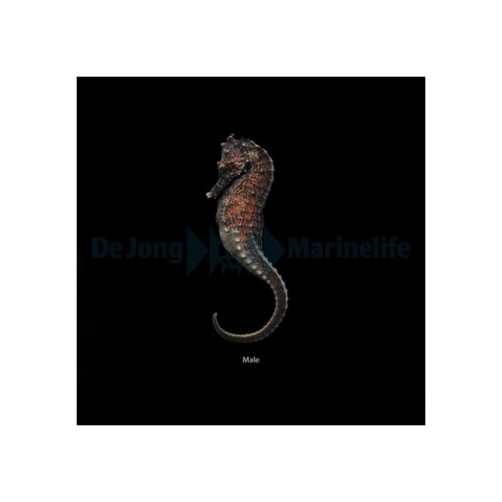 Hippocampus kuda - merihevonen - viljelty