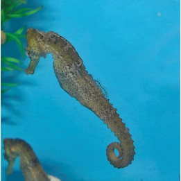 Hippocampus reidi - merihevonen - kellertävä - viljelty