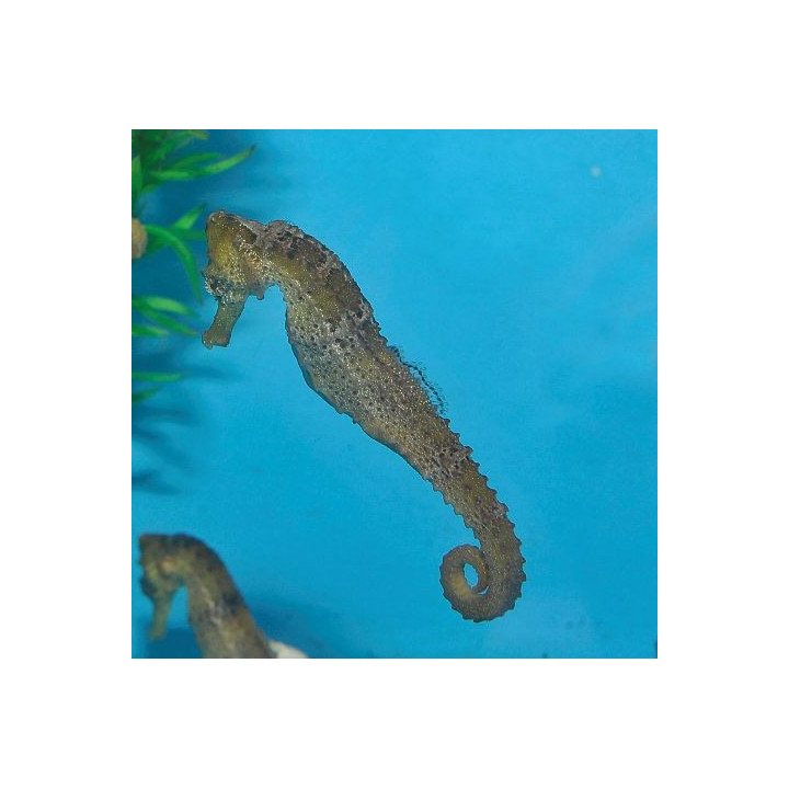 Hippocampus reidi - merihevonen - kellertävä - viljelty