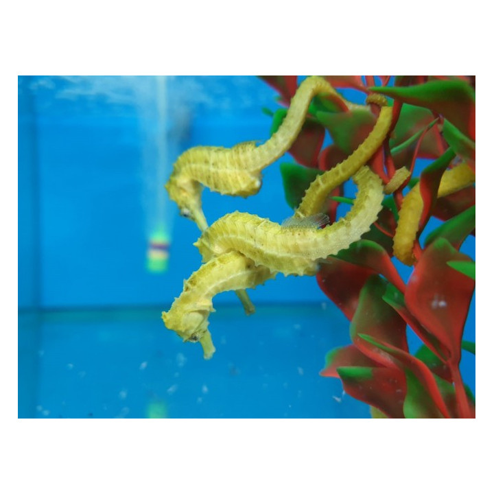 Hippocampus reidi - merihevonen - keltainen - viljelty