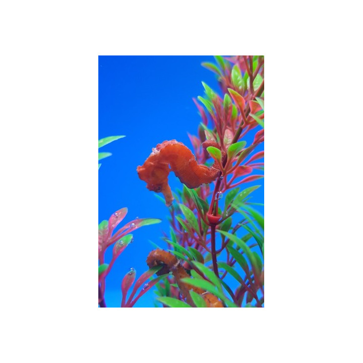 Hippocampus reidi - merihevonen - punainen - viljelty