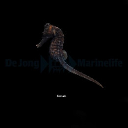 Hippocampus reidi - merihevonen - viljelty