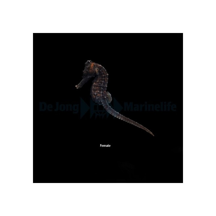 Hippocampus reidi - merihevonen - viljelty