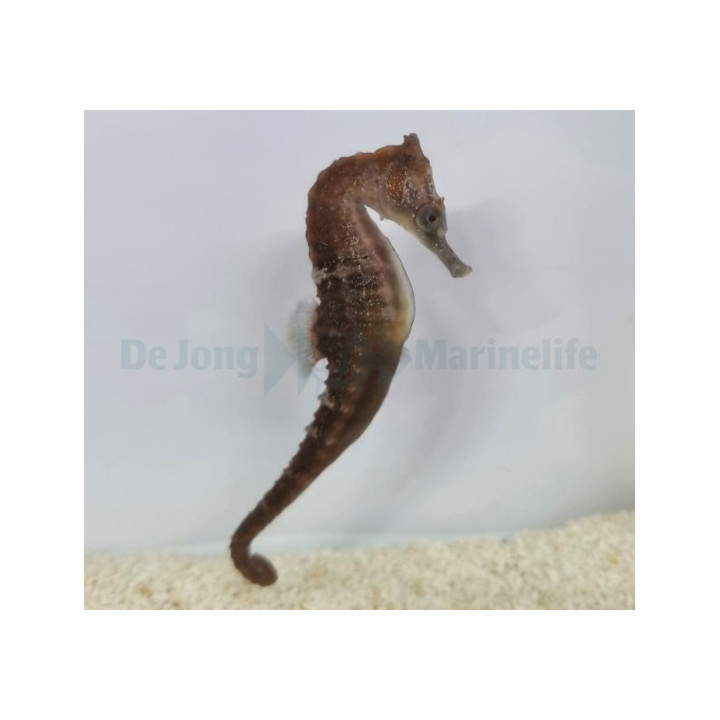 Hippocampus whitei - merihevonen - viljelty