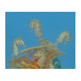 Hippocampus zosterae - merihevonen