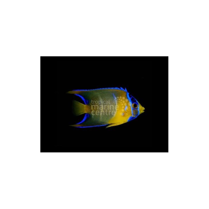 Holacanthus ciliaris - Enkelikala - nuoren väritys