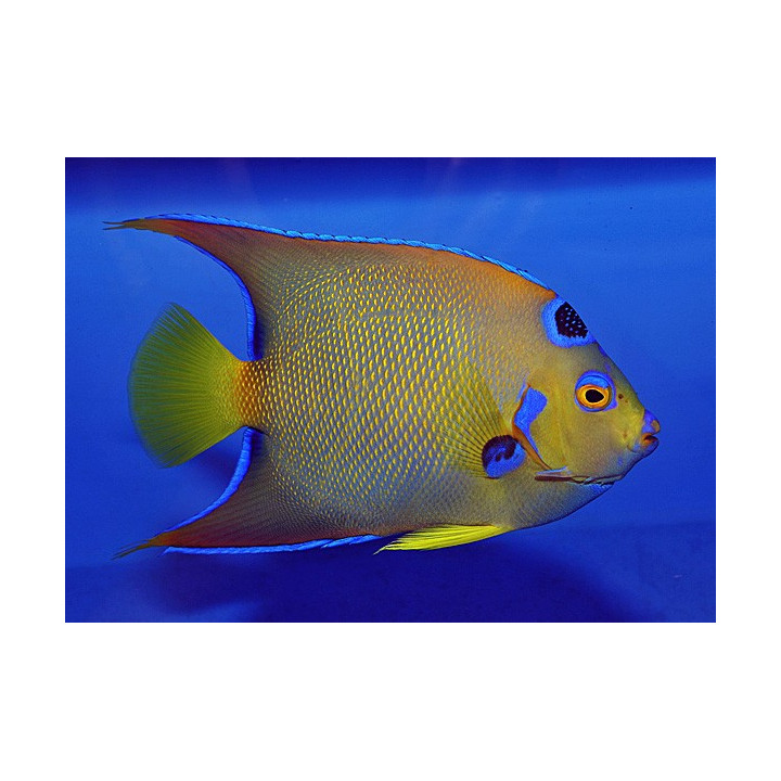 Holacanthus ciliaris - Enkelikala aikuisväritys