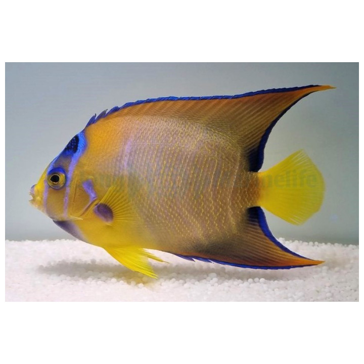 Holacanthus ciliaris - Enkelikala aikuisväritys