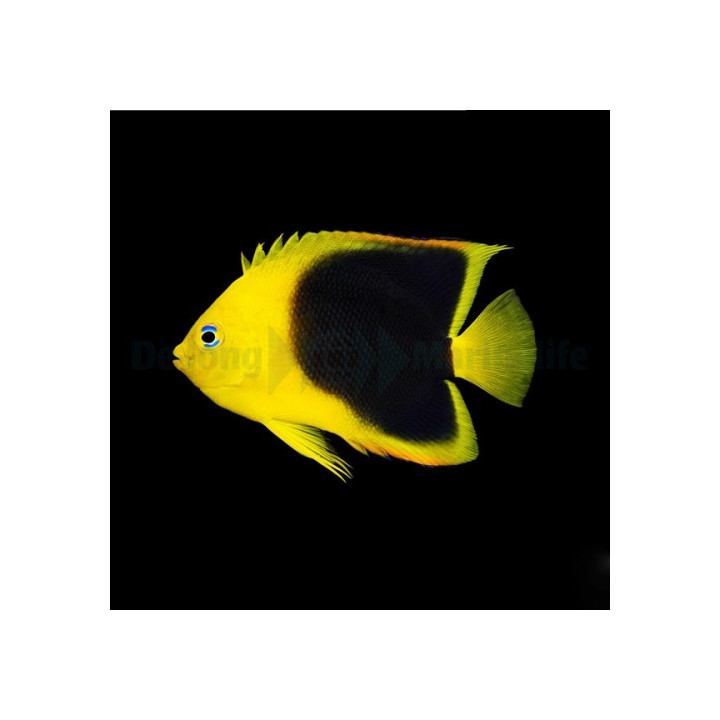 Holacanthus tricolor - Keltaenkelikala