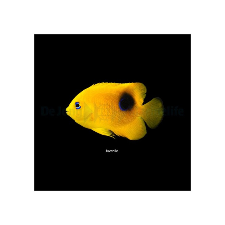 Holacanthus tricolor - Keltaenkelikala