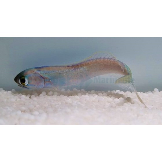 Hoplolatilus chlupatyi - Tile Goby - Flashing