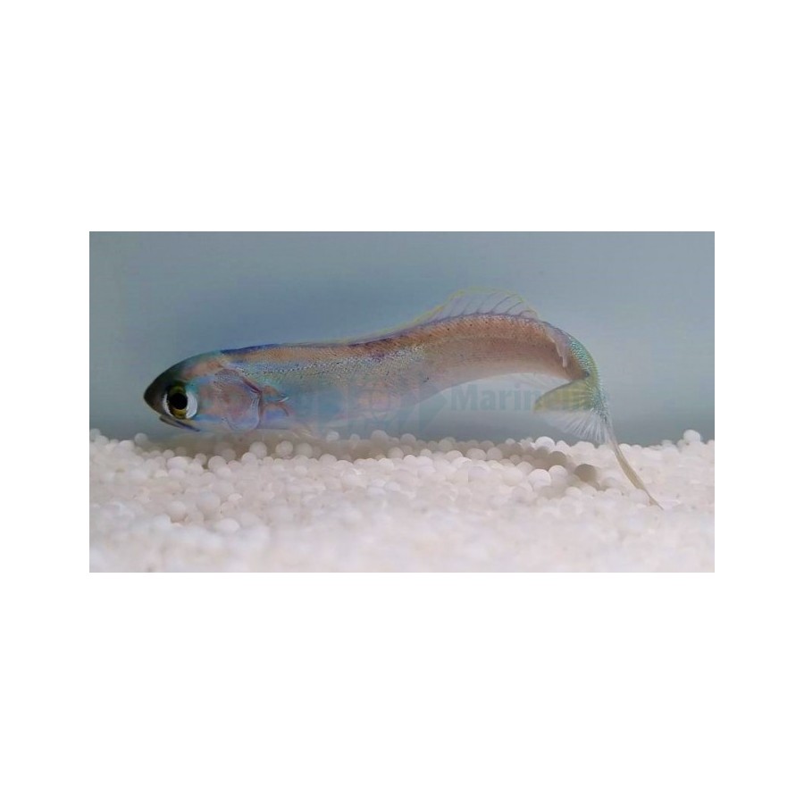 Hoplolatilus chlupatyi - Tile Goby - Flashing