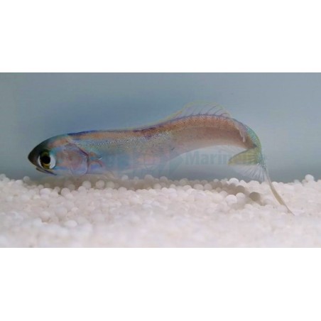 Hoplolatilus chlupatyi - Tile Goby - Flashing