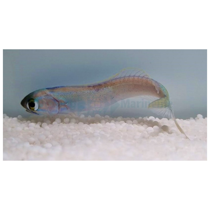 Hoplolatilus chlupatyi - Tile Goby - Flashing