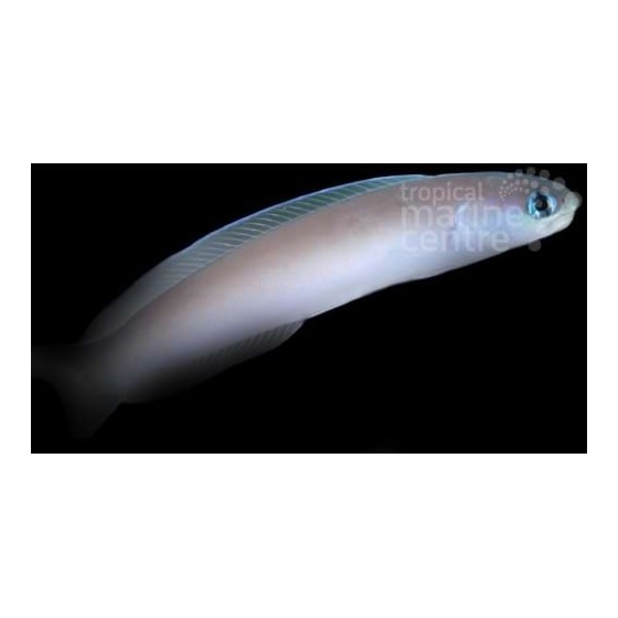 Hoplolatilus cuniculus - Tile Goby - Silver