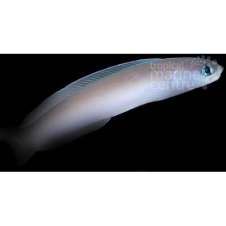 Hoplolatilus cuniculus - Tile Goby - Silver